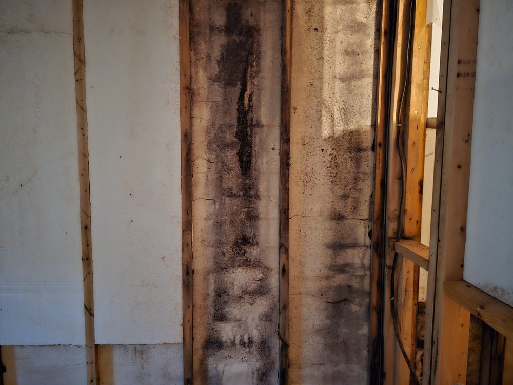 How to Document Mold Claims in Tampa After a Storm